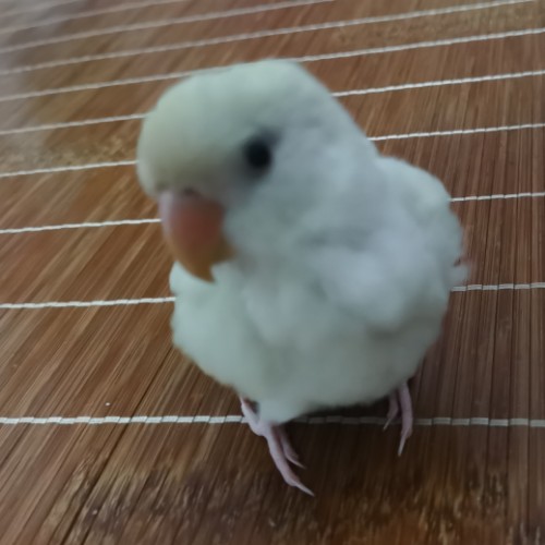 用户头像