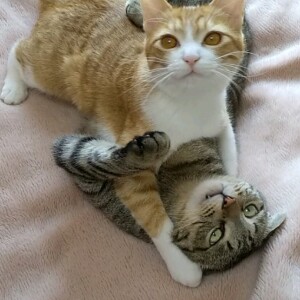 用户头像