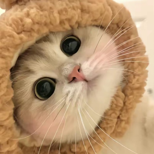 用户头像