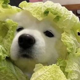 用户头像