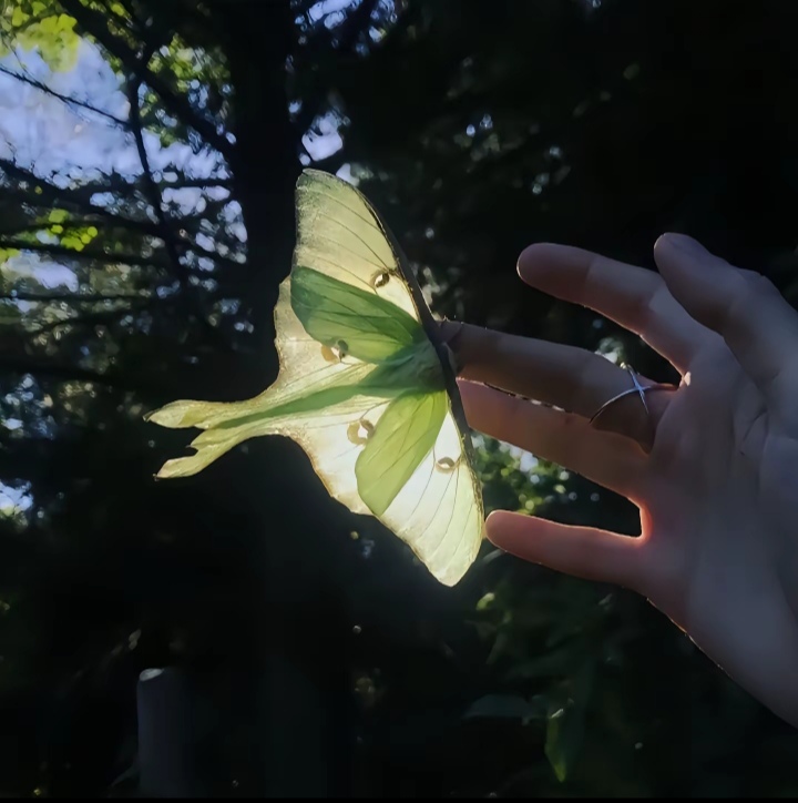 用户头像