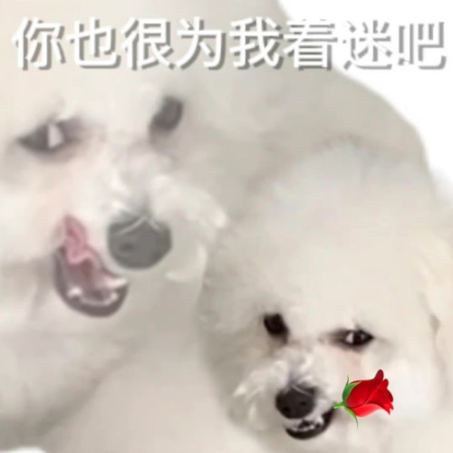 用户头像