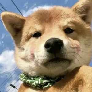 用户头像