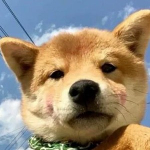 用户头像