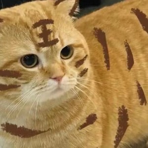用户头像