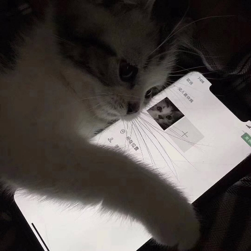 用户头像