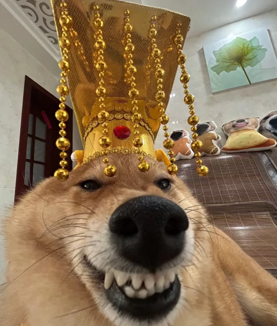 用户头像